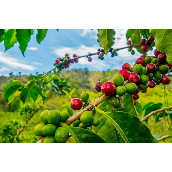 Arabica Coffee Tree Seeds - 5 Seeds to Plant - Great Exotic Indoor Houseplant