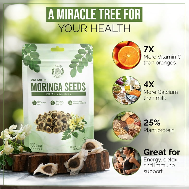 money tree plant pot Money Tree