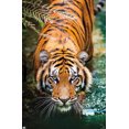 thumbnail image 4 of Tigre - Eau, 4 of 4