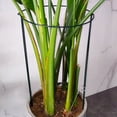 thumbnail image 4 of LEEYNEER 24 Inch Metal Half Round Plant Support Stakes Peony Cage For Tomato Hydrangea, 4 of 9