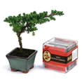 thumbnail image 1 of Mini Bonsai Garden, 1 of 6