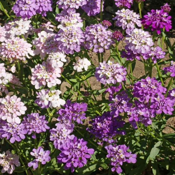 Outsidepride Candytuft Iberis Umbellata Annual Wildflower Plant Seed - 1/4 LB