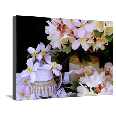 - Rhododendron Yak Hybrid Golden Torch