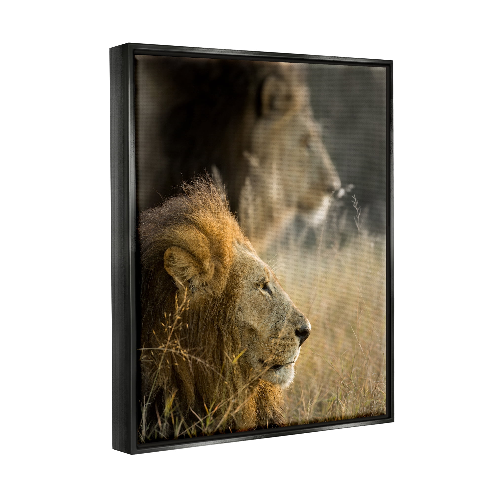 Stupell Industries Lions Lounging Savanna Photography Animals & Insects Photography Black Floater Framed Art Print Wall Art