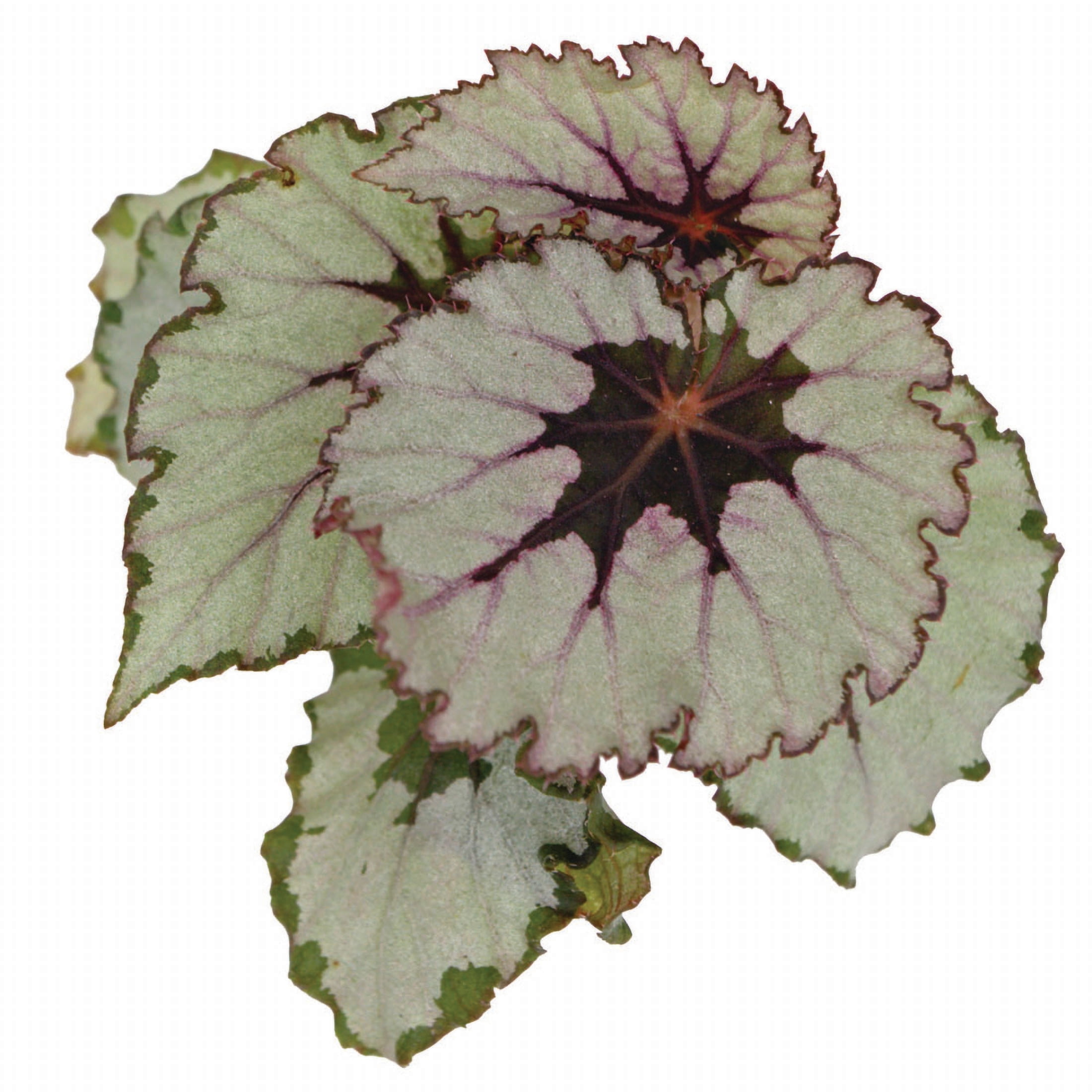 ReptiCulture Assorted Begonia Tropical 2" Pot 3 pk