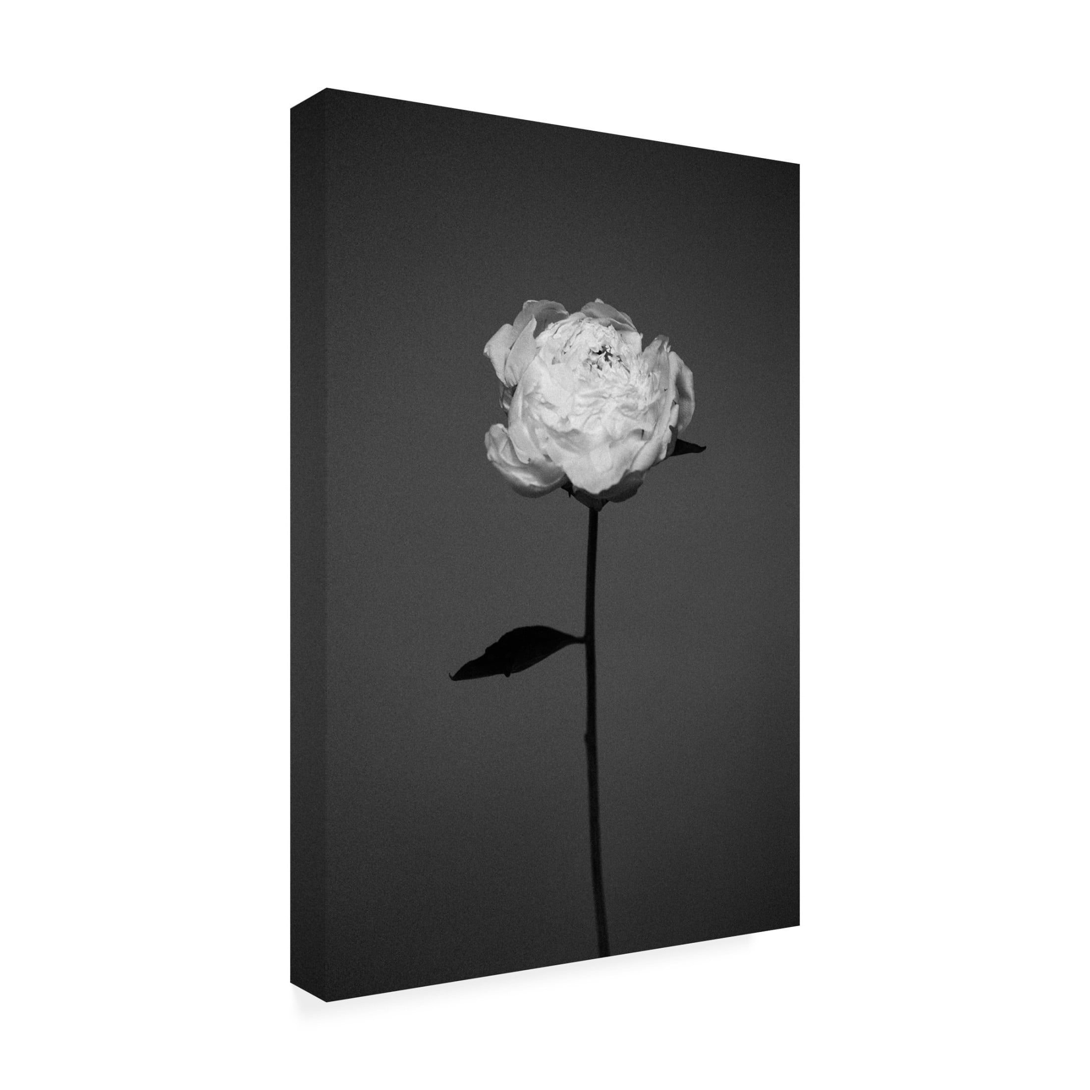 Trademark Fine Art Antonida Frolova Peony Canvas Wall Art