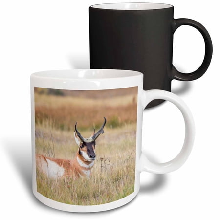 3drose, Wyoming, Sublette County, Buck Pronghorn Antelope Lying in Grass., 11oz Magic Transforming Mug