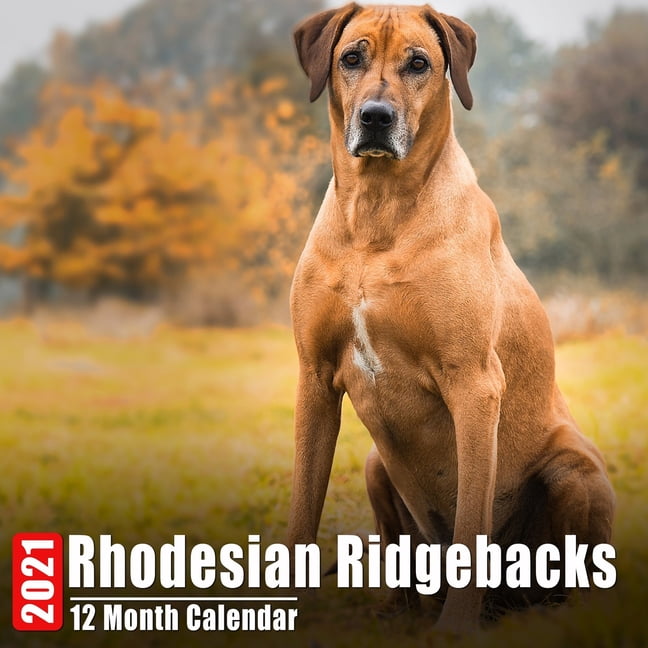 Calendar 2021 Rhodesian Ridgebacks Cute Rhodesian Ridgeback Photos