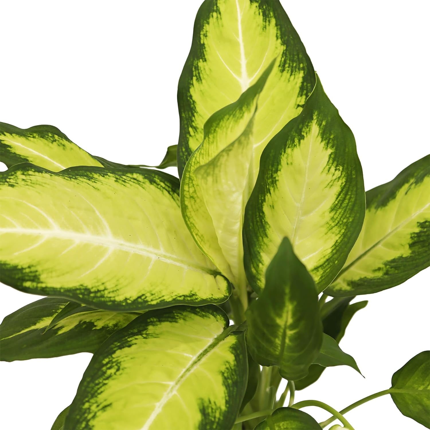 LOSSOM BOOM GARDEN CENTER Dieffenbachia Dumb Cane Palm Tree Live Plants Pot, Fully Rooted Plant