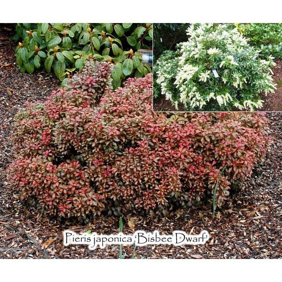 Bisbee Dwarf Japanese Andromeda–Mini Evergreen–Compact Shrub for Small Gardens  4" Pot (Pack of 4)