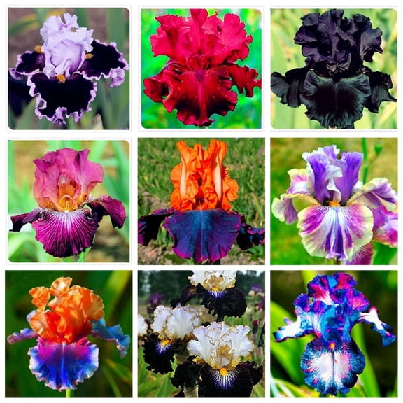 Iris, Low Maintenance -Excellent Display, Easy Grow -Ideal for Beds Borders, Plant Pots & Planters.