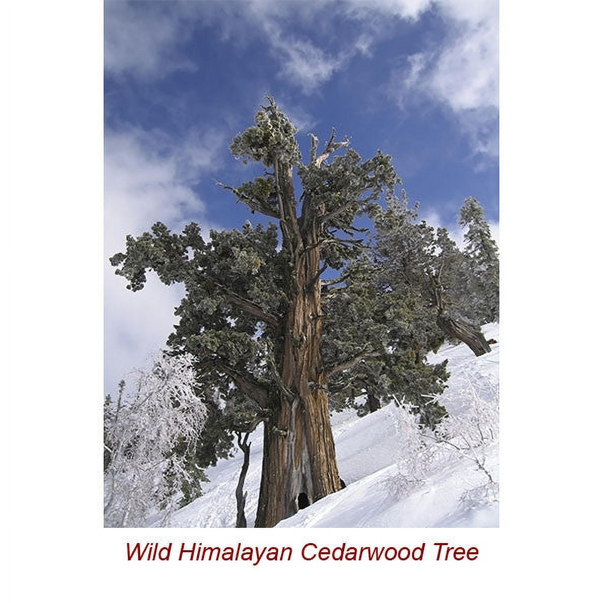 Cedarwood Himalayan Wild Crafted Essential Oil - 100% Pure and Natural by Silky Scents