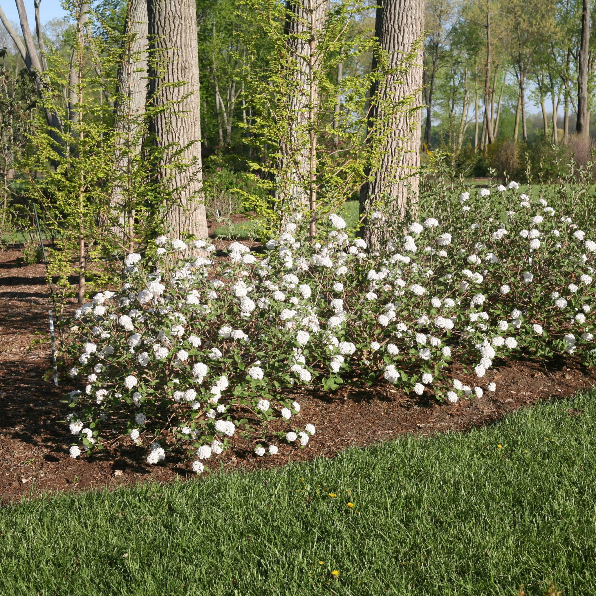 Proven Winners ColorChoice 5" White Spice Baby Koreanspice Viburnum Live Plant in 4.5" Pot (4 Count)