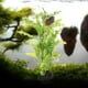 thumbnail image 1 of unbranded Artificiales De Plástico Con Base Para Y Natural En Acuarios, 1 of 8