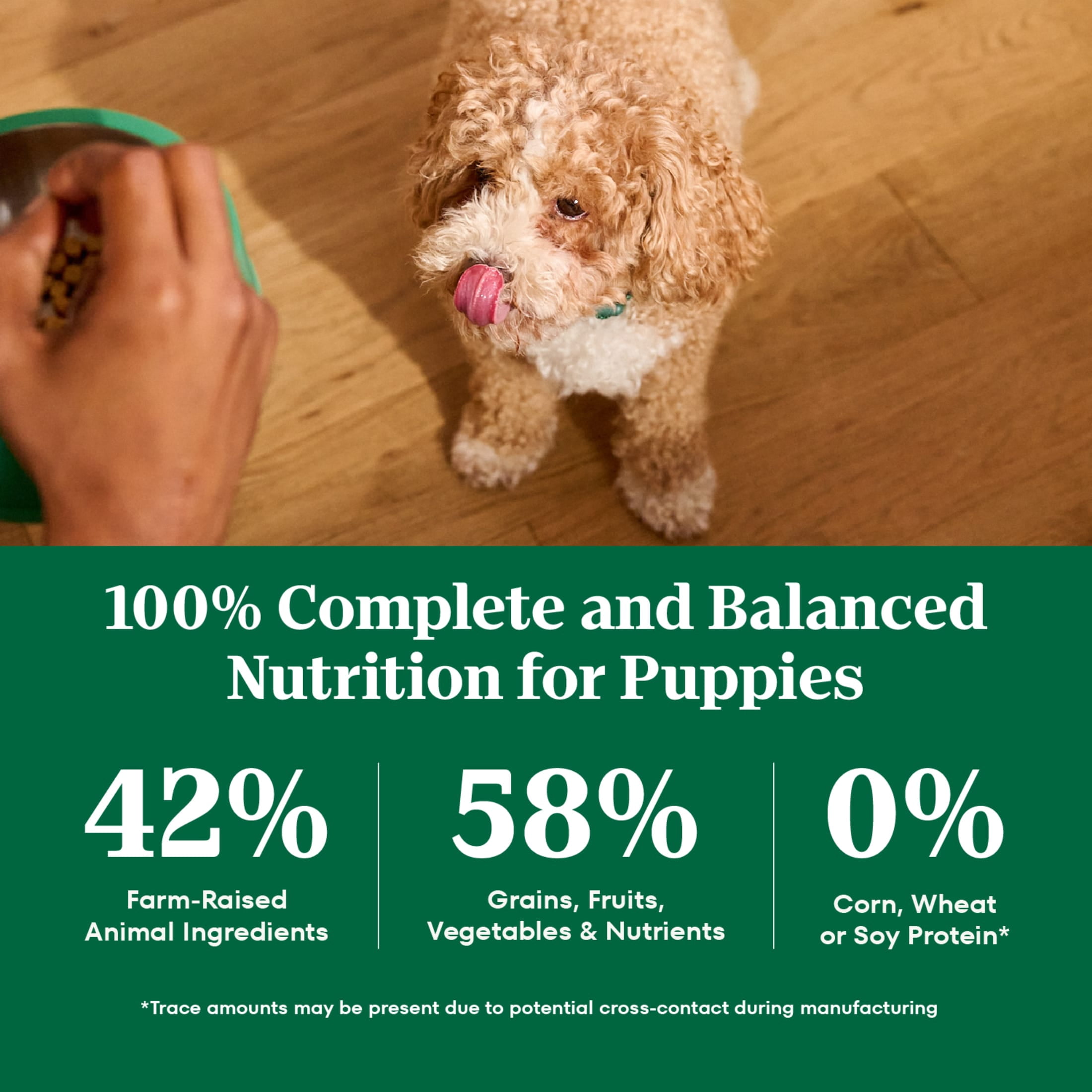 Nutro Natural Choice Large Breed Puppy Food Dry Recipe Chicken & Brown Rice, 13 Lb Bag