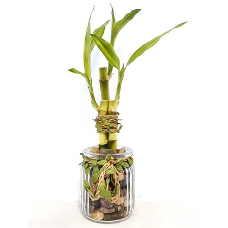 brand arrangements bamboo vase lucky thick seller fast clear round days glass shipping