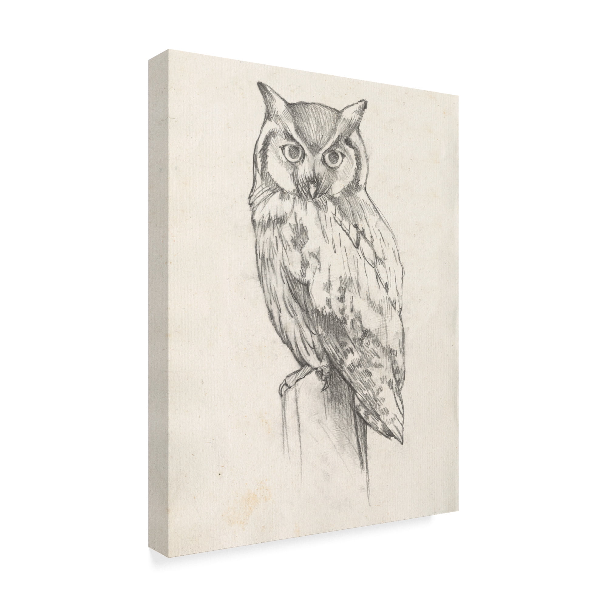 Trademark Fine Art 'Owl Portrait II' Canvas Art by Jennifer Goldberger