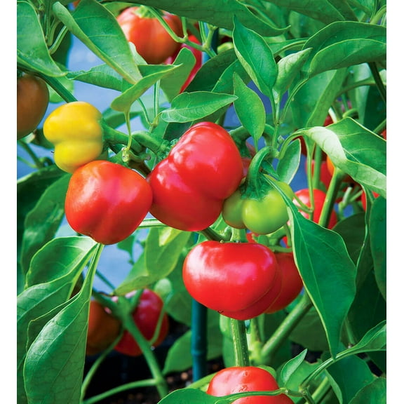 Honest Seed Pimento Sweet Mild Pepper Garden Seeds, Non-GMO Heirloom