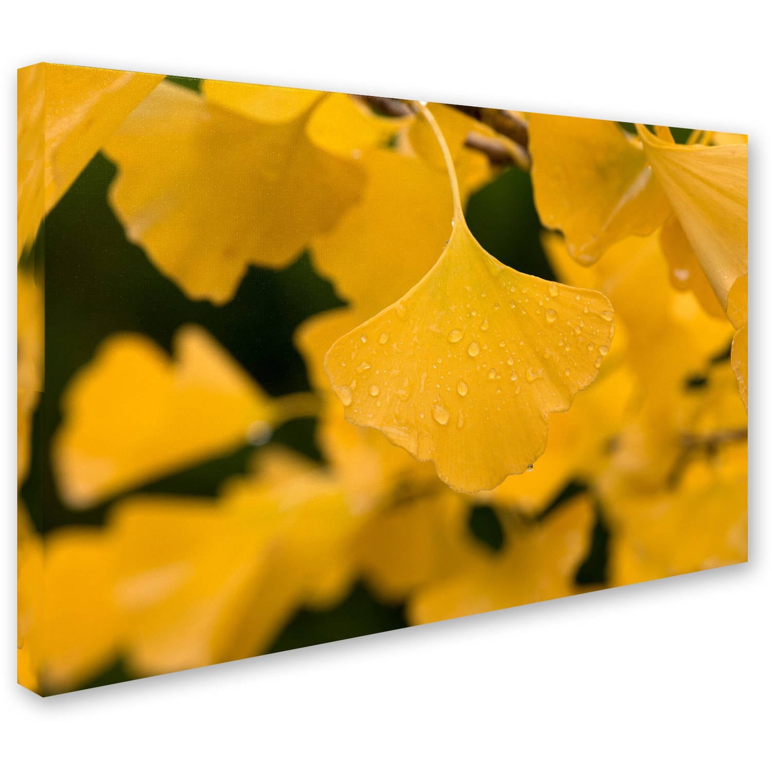 Trademark Fine Art "Ginkgo in the Rain" Canvas Art by Philippe Sainte-Laudy