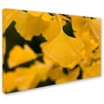 thumbnail image 2 of Trademark Fine Art "Ginkgo in the Rain" Canvas Art by Philippe Sainte-Laudy, 2 of 2