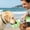 107#Green, variant on Portable Pet Drinking Cup for Outdoor Use, Combines Small Water Cup and Food Cup, Leak Proof Portable Hydration Feeder, Convenient Travel Hiking Walking Accessory for Dogs Cats Pets