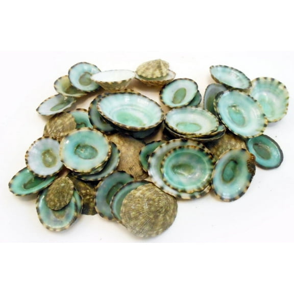 25 Small Green Limpet Shells Seashells Shellcraft Beautiful Beach Nautical