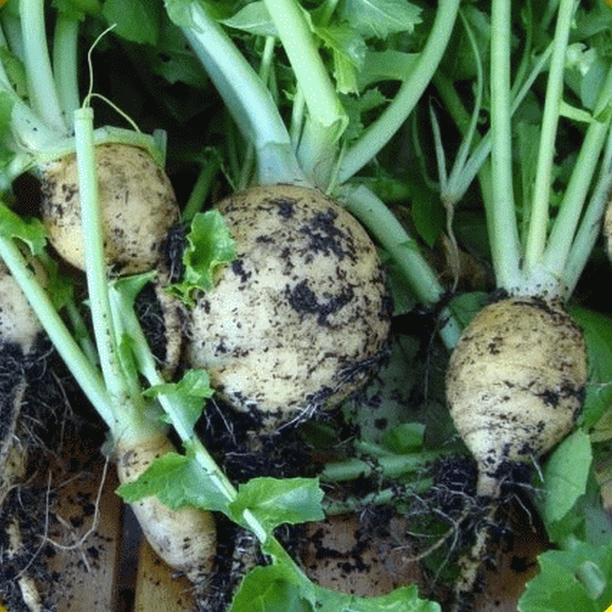 Everwilde Farms 100 Golden Globe Turnip Seeds Gold Vault Jumbo Bulk