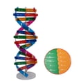 thumbnail image 4 of Miangastore 1Pack Multi Color DIY DNA Double Helix Model For Early Education Science Experiment Tools, 4 of 8