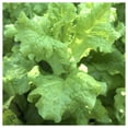 thumbnail image 2 of Everwilde Farms - 1/4 lb Black Seeded Simpson Leaf Lettuce Seeds - Gold Vault Bulk Seed Packet, 2 of 3