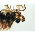 thumbnail image 2 of Edmunds, Sydney 32x26 Gold Ornate Wood Framed with Double Matting Museum Art Print Titled - Moose, 2 of 4