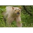 thumbnail image 2 of Paulson, Don 14x11 White Modern Wood Framed Museum Art Print Titled - Canada, BC, Princess Royal Is Spirit bear mask, 2 of 4