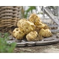 thumbnail image 2 of Van Zyverden Lilies Dutch Asiatic Mixture Set of 7 Bulbs Multicolor Partial Sun Deer Resistant 2 lb, 2 of 7