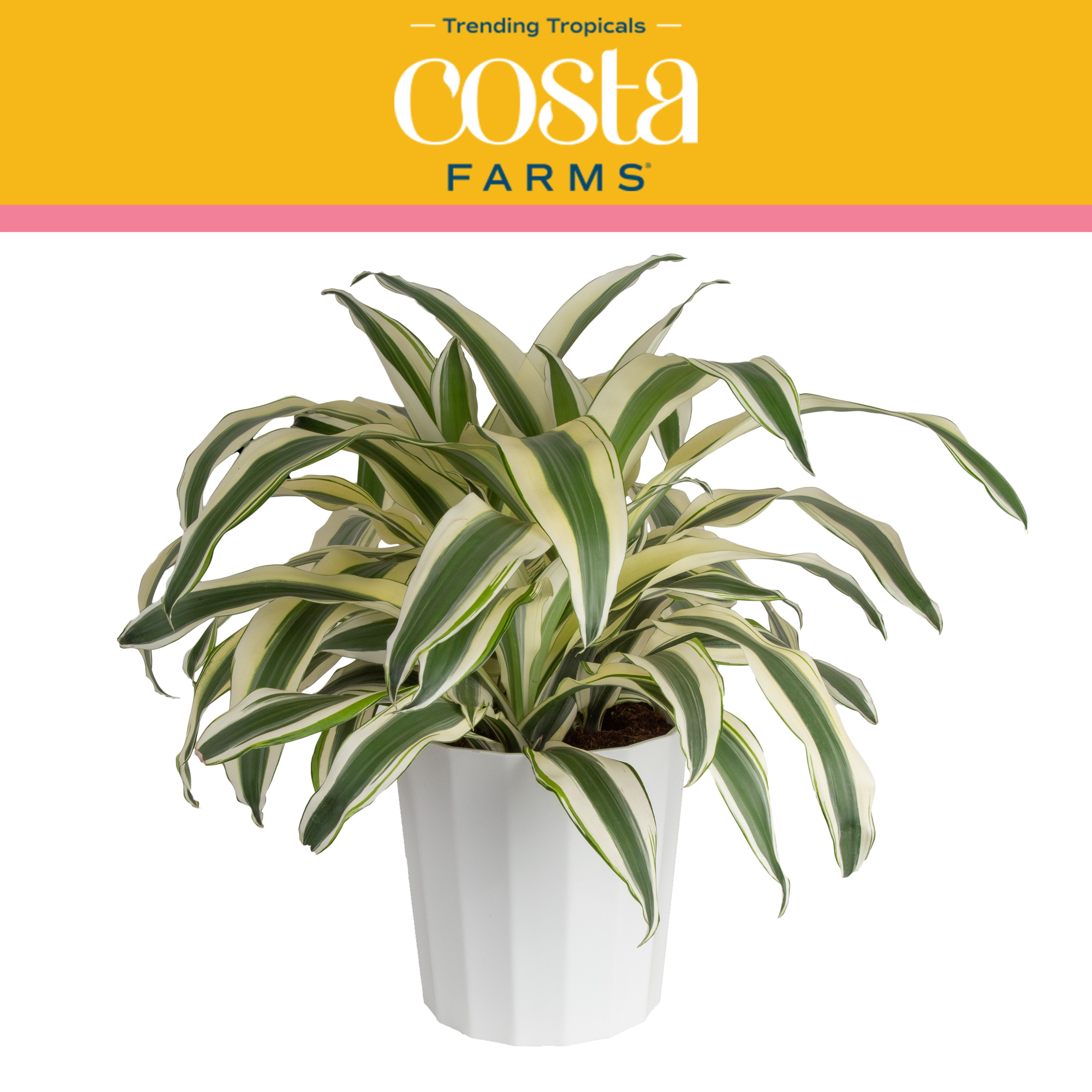 Costa Farms Trending Tropicals Live Indoor 22in. Tall Green Dracaena