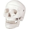 Walter Products Life Size Human Skull