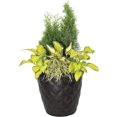 thumbnail image 4 of Suncast 16" Pinesthurst Jardinière Décorative en Résine, Noir (2 Paquets), 4 of 4