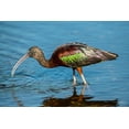thumbnail image 2 of Friel, Bernard 18x13 Gold Ornate Wood Framed with Double Matting Museum Art Print Titled - USA-Florida-Sarasota-Myakka River State Park-Glossy Ibis, 2 of 4