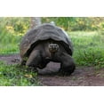 thumbnail image 2 of Jones, Adam 24x17 White Modern Wood Framed Museum Art Print Titled - Galapagos giant tortoise Genovesa Island-Galapagos Islands-Ecuador, 2 of 4