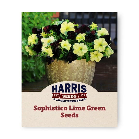 Harris Seeds 413480 Petunia Sophistica Lime Green F1 Plant Seeds