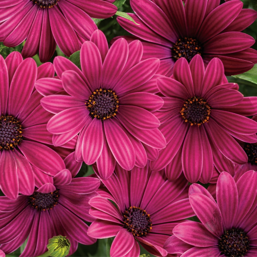plantsですm(._.)m il_fullxfull.4181969574_9fdl.jpg