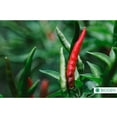 thumbnail image 3 of Bioinsecticida Control Plagas Biogen Biocure 1lt, 3 of 4