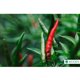 thumbnail image 3 of Bioinsecticida Control Plagas Biogen Biocure 1lt, 3 of 4