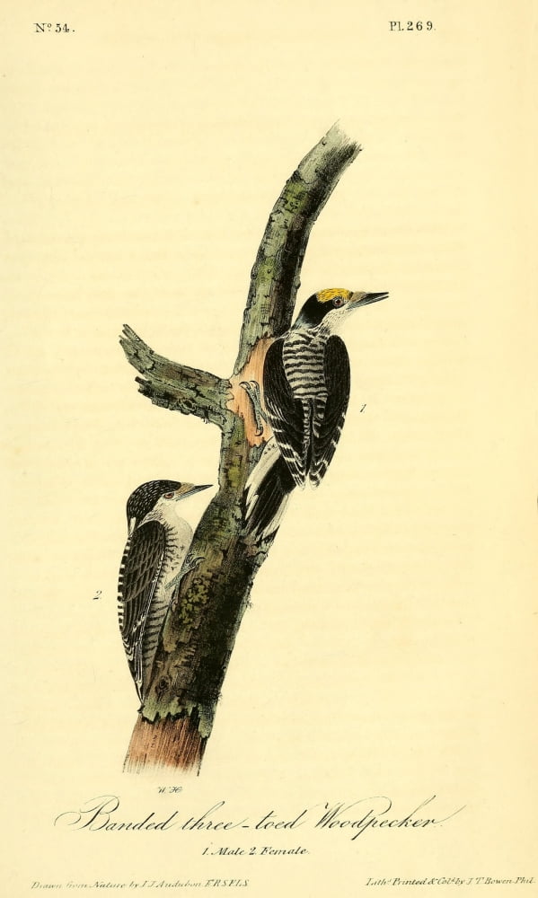 Birds Of America 18