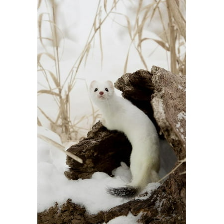 Stoat S White Winter Coat Now Out Of Place Wildlife Artist Stoats 3 Hours Of And