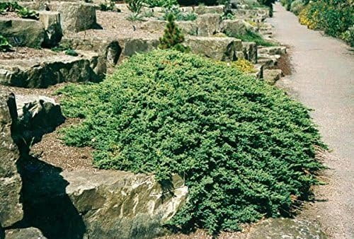 Juniper Procumbens Nana - 30 Live Plants - Drought Tolerant Cold Hardy Evergreen Ground Cover