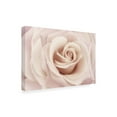 thumbnail image 4 of Trademark Fine Art 'Peach Pink Rose' Canvas Art by Cora Niele, 4 of 4