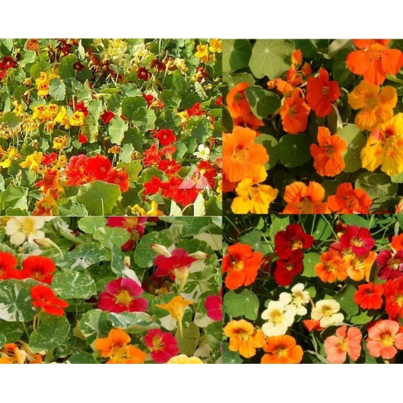 Landscaper's Pack NASTURTIUM DWARF MIX – 100 Seeds