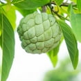 thumbnail image 4 of Brighter Blooms - Sugar Apple (Sweetsop) Tree, 2-3 ft. - No Shipping to AK, AZ, HI, 4 of 4