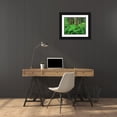 thumbnail image 3 of Flaherty, Dennis 18x15 Black Ornate Wood Framed with Double Matting Museum Art Print Titled - MT, Kootenai NF, Lush ferns and cedar trees, 3 of 4