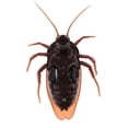 thumbnail image 1 of Fridja Clearance Under 5$ Parent Child Interactive Toys Wireless Remote Control Spider Trick Cockroach Ant Simulation Tidal Insect, 1 of 6