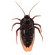 thumbnail image 1 of Juguetes de simulación de cucaracha hormiga con control remoto inalámbrico, caja de color de devolución A, 1 of 7